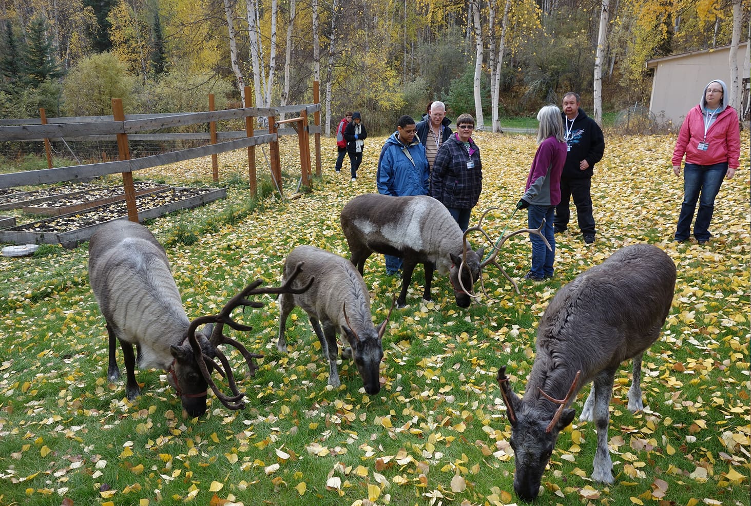 Tourists petting Reindeer